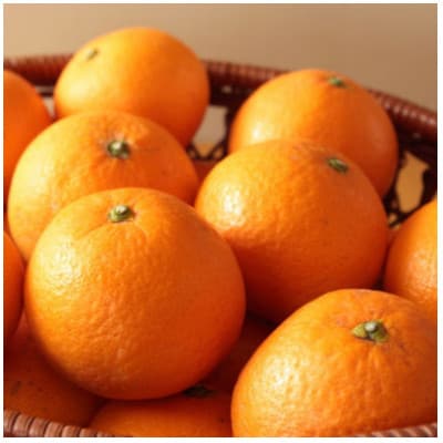 【濃厚】有田産清見オレンジ約5kg(M～3Lサイズおまかせ)(印南町)