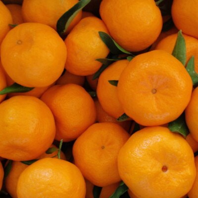 和歌山産ポンカン約5kg(サイズ混合・秀優品)(印南町)