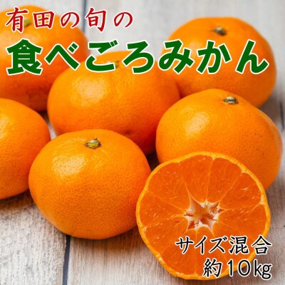 「農園直送」有田の旬の食べごろみかん約10kg(サイズ混合)(印南町)