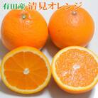 【濃厚】有田産清見オレンジ約5kg(M～3Lサイズおまかせ)ご家庭用(印南町)