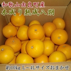 【産直】和歌山由良町産の木成り熟成八朔 約10kg(L～4Lサイズをお届け)(印南町)