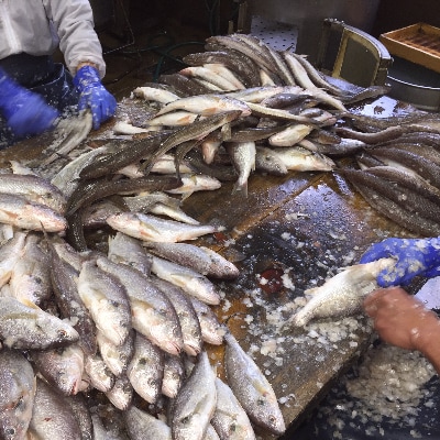 西山蒲鉾店 紀州名産「なんば焼」5枚箱入