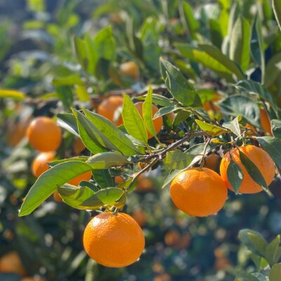 【限定50箱】味に自信!こだわり抜いた和歌山県産　みかん3kg～太陽の子～/ORYY推奨品
