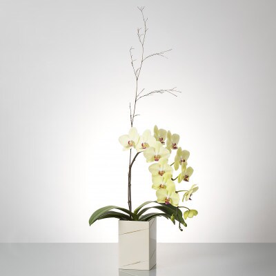 紀州漆角形花器 胡蝶蘭 レモングラス お礼品詳細 ふるさと納税なら さとふる