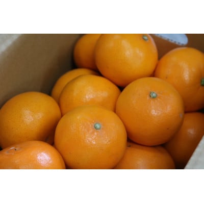 せとか　約5kg　秀品　