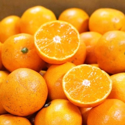 先行受付2026年11月より順次発送【まごころ手選別】有田みかん3kg家庭用(2S～2Lサイズ混合)