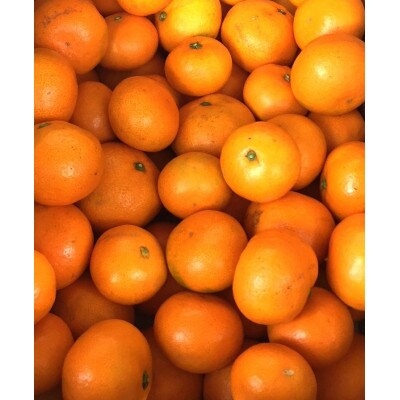 先行受付2026年11月より順次発送【まごころ手選別】有田みかん3kg家庭用(2S～2Lサイズ混合)