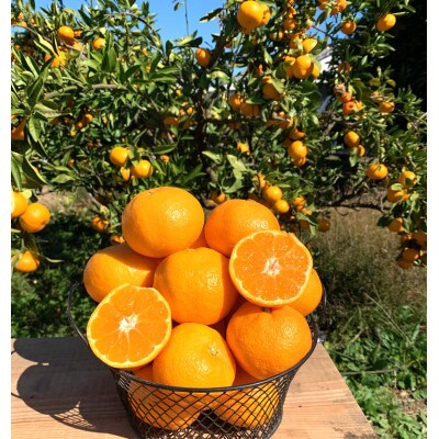 先行受付2026年11月より順次発送【まごころ手選別】有田みかん5kg(2S～Lサイズ混合)