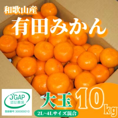 先行受付2026年11月より順次発送【まごころ手選別】有田みかん10kg大玉(2L～4L混合)