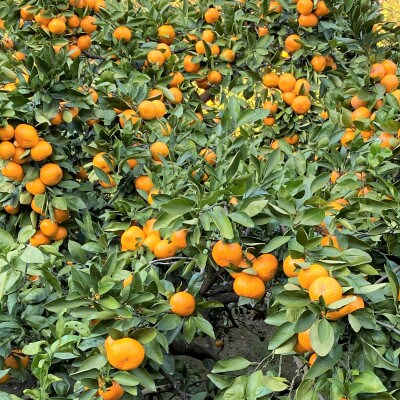 地元印南町産の完熟温州みかん3kg(S～Lサイズ)