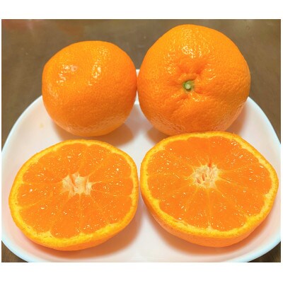 地元印南町産の完熟温州みかん5kg(S～2Lサイズ)