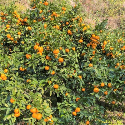 地元印南町産の完熟温州みかん5kg(S～2Lサイズ)