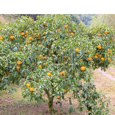 地元印南町産の清見オレンジ15個前後　(L～3Lサイズ)