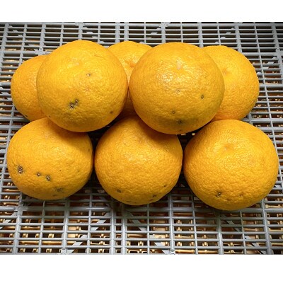 【樹熟甘夏みかん(家庭用訳あり)】 7.5kg(20個前後)大玉L～2Lサイズ