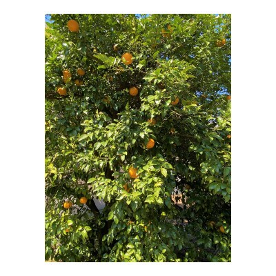 【樹熟甘夏みかん(家庭用訳あり)】 7.5kg(20個前後)大玉L～2Lサイズ