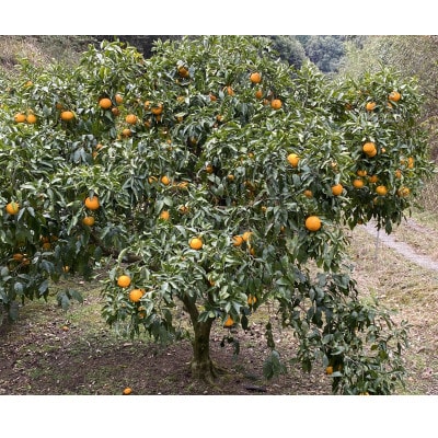 地元印南町産の清見オレンジ約2kg(L～3Lサイズ6～8個)