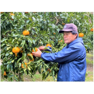 地元印南町産の清見オレンジ約2kg(L～3Lサイズ6～8個)