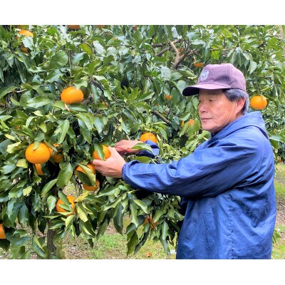 地元印南町産の清見オレンジ約5kg(L～3Lサイズ15個前後)