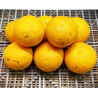 地元印南町産　家庭用【樹熟甘夏みかん約4kg(10個前後)】