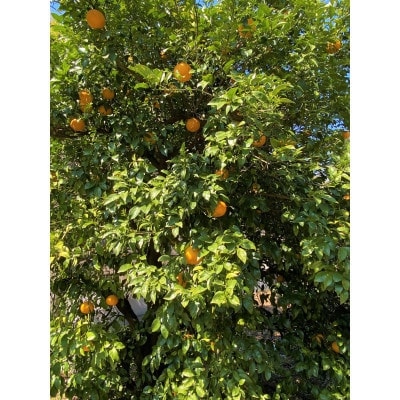 地元印南町産　家庭用【樹熟甘夏みかん約4kg(10個前後)】