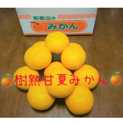 地元印南町産【樹熟甘夏みかん約7.5kg(20個前後)】