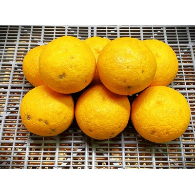 地元印南町産 家庭用【樹熟甘夏みかん約7.5kg(20個前後)】