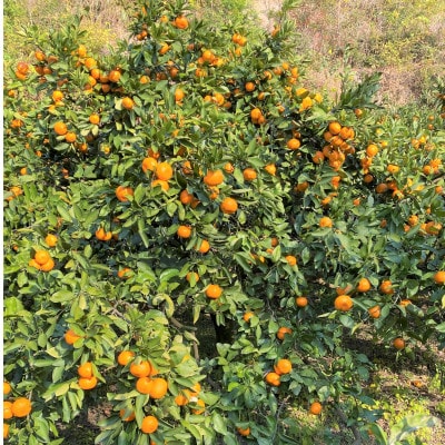 地元印南町産の完熟温州みかん約2.5kg(S～Lサイズ)