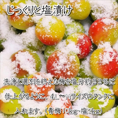 紀州南高梅　白干梅(塩分15%)1kg