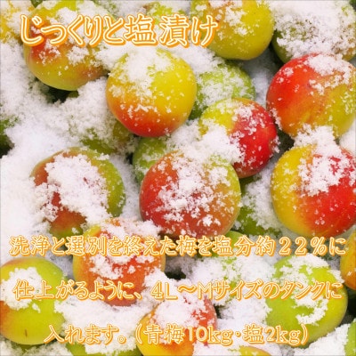 紀州南高梅　はちみつ500g・こんぶ風味梅500g　食べ比べセット