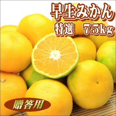 早生みかん 7.5kg 贈答用