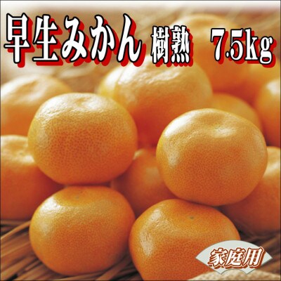 早生みかん　樹熟　7.5kg　家庭用　