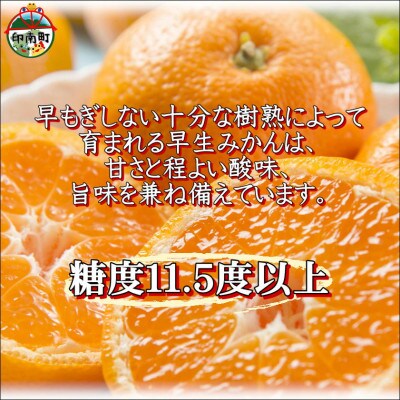 早生みかん　樹熟　7.5kg　家庭用　