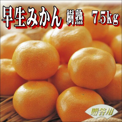 早生みかん　樹熟　7.5kg　贈答用　