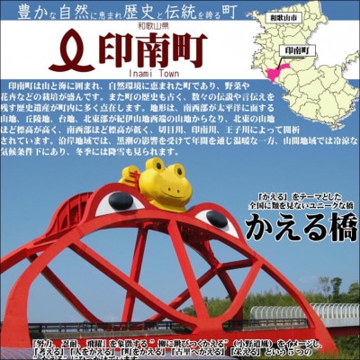早生みかん　あじ姫　5kg  贈答用　