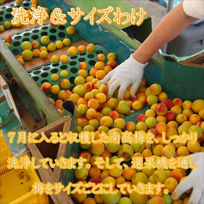 【農林水産大臣賞】厳選　紀州南高梅　はちみつ梅(塩分8%)　850g