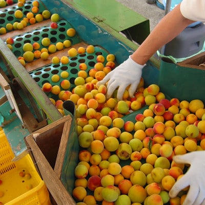 紀州南高梅　白干梅(塩分15%)　850g