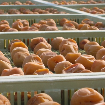 紀州南高梅　白干梅(塩分15%)　850g