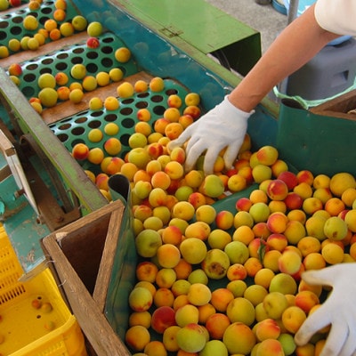 紀州南高梅　しそ梅(塩分15%)　850g