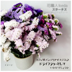 生花【スターチス】花職人Ikedaオリジナル詰め合わせ | ふるさと納税のお礼品