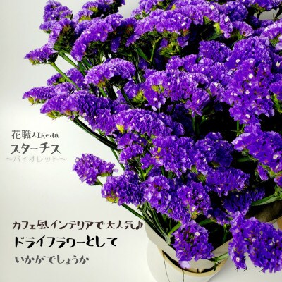 生花 スターチス 花職人ikeda バイオレット お礼品詳細 ふるさと納税なら さとふる