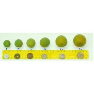 【梅干・梅酒用等】紀州和歌山の熟南高梅(約3kg+3%)【6月下旬～7月中旬順次発送】