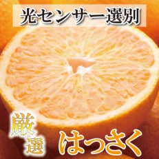 <4月より発送>厳選はっさく6kg+180g(傷み補償分)【有田の春みかん】【光センサー選別】