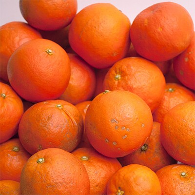 ＜4月より発送＞家庭用 セミノールオレンジ5kg+150g(傷み補償分)【有田産】【わけあり】