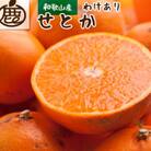 <先行受付>家庭用せとか2.5kg+75g(傷み補償分)【春みかん】【2月中旬より順次発送】