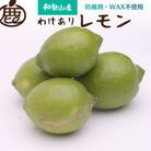 <先行受付>家庭用　黒潮レモン3.5kg+105g(傷み補償分)【防腐剤・WAX不使用】【訳あり】
