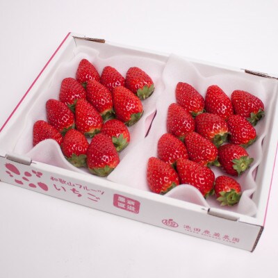 ＜4月より発送＞朝摘み完熟まりひめ約600g(300g前後×2トレイ)【土耕栽培のいちごを農家直送】