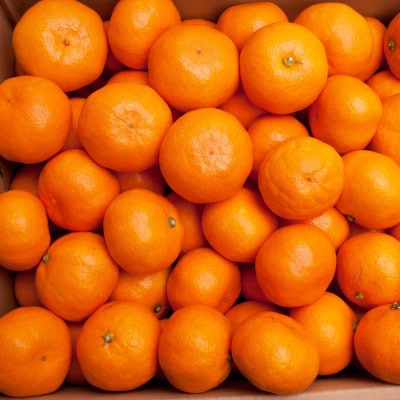 プレミアム 有田みかん5kg+250g(傷み補償分)【光センサー選果】