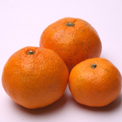 家庭用 蔵出しみかん7.5kg+250g(傷み補償分)【光センサー選果】【訳あり】