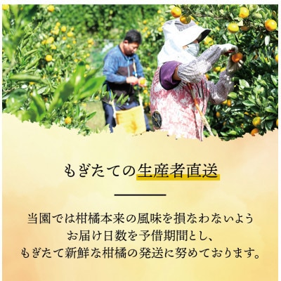 清見オレンジ みずみずしい果汁 約4kg (SS～2L混合サイズ) (nuk011-r-4)