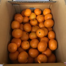 【まごころ手選別】和歌山産 有田みかん 10kg 家庭用(2S～2Lサイズ混合) | ふるさと納税のお礼品